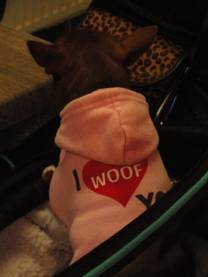 hond.JPG